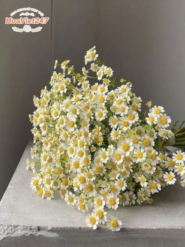 Bó Hoa Cúc Tana Nàng Thơ Xinh Xắn