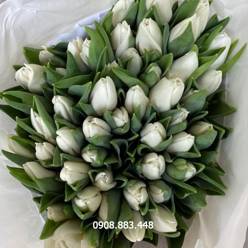 Bó Hoa Tulip Hà Lan Trắng Tinh Tế