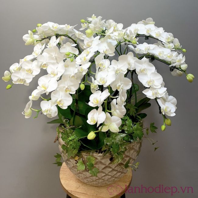 Chậu Lan Hồ Điệp Trắng Phú Quý
